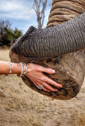 Educational elephant experience