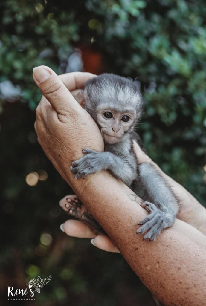 Bambelela Wildlife Care vervet monkey rehabilitation Bela Bela