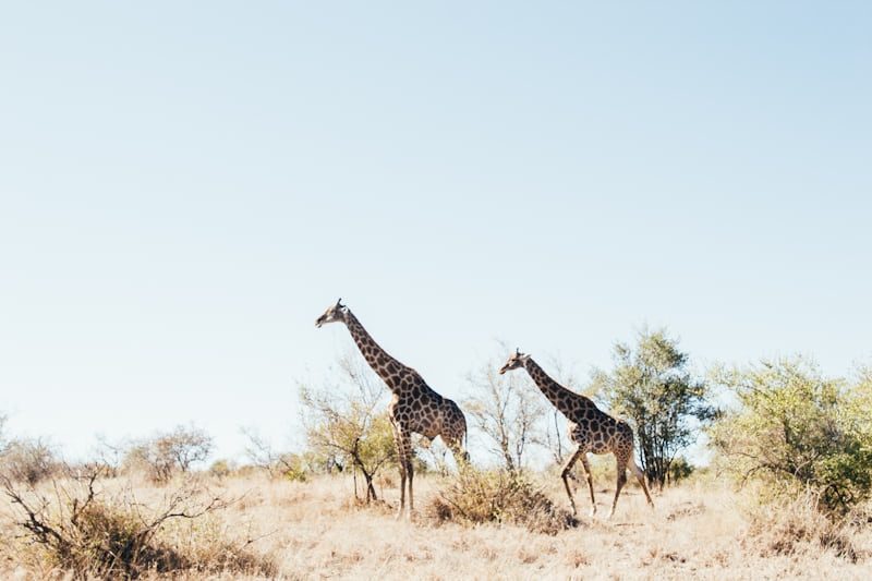 Giraffes in Kruger National Park South Africa